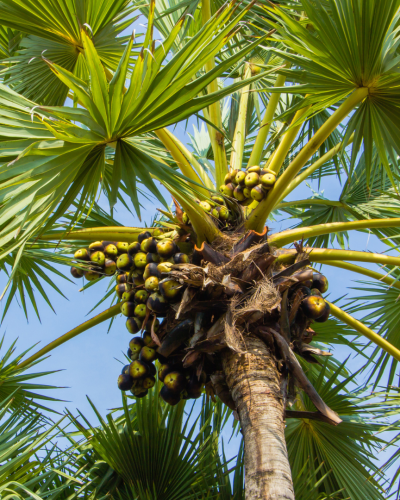 Desain tanpa judul (44)